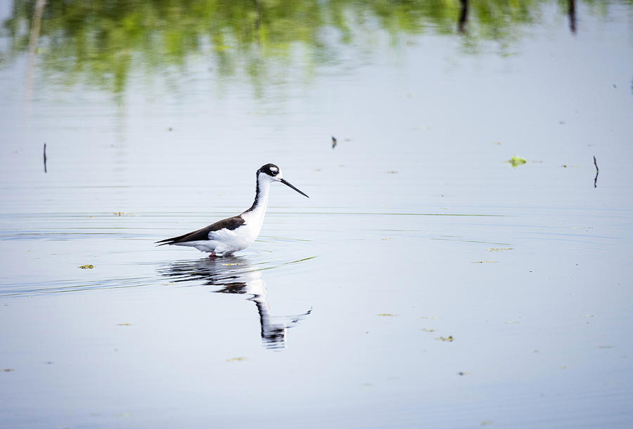 Black Necked Stilt in the Marsh Photograph by Fran Gallogly