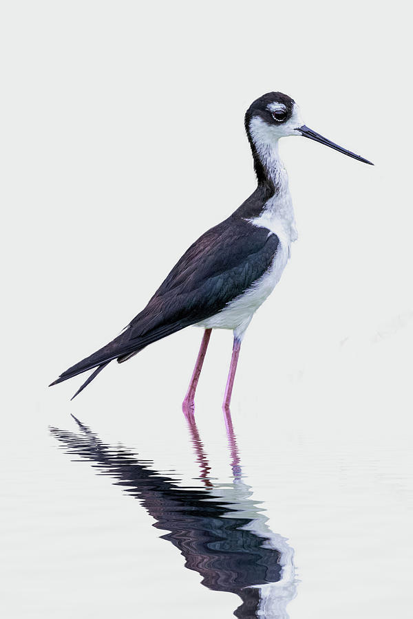 Black-necked Stilt Photograph by Perla Copernik