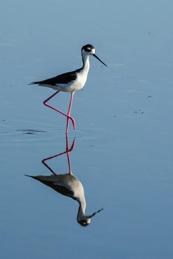 Black-necked Stilt Walking Photograph by Bradford Martin