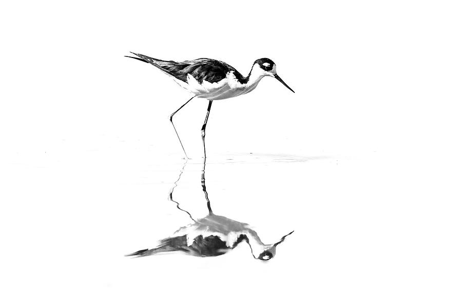 Black Necked Stilt  Photograph by Wes and Dotty Weber