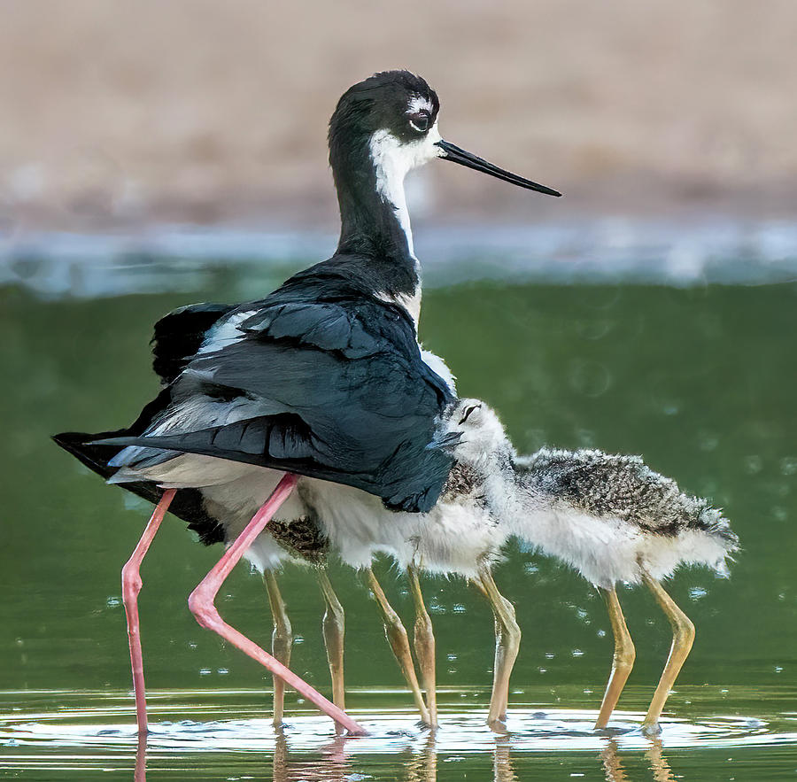 Black-necked Stilts and Chicks Brooding 0711-060322-3 Photograph by Tam Ryan