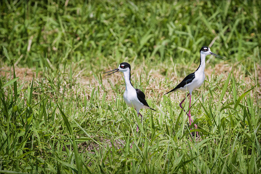 Black-necked Stilts in the Woodland Photograph by Fran Gallogly