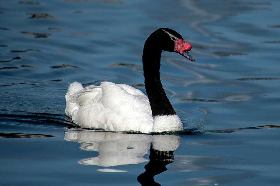 Black-necked Swan Photograph by Bradford Martin