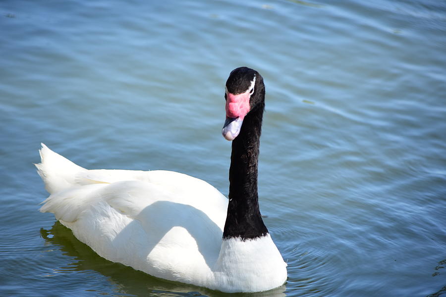Black Necked Swan Photograph by Jo Jurkiewicz