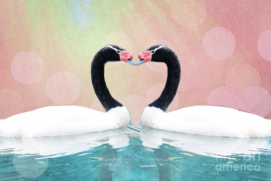 Black-necked Swan Love Photograph