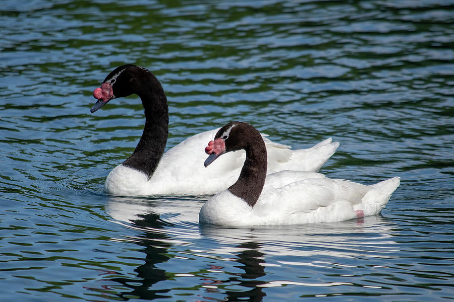Black-necked Swan Pair Photograph by Bradford Martin