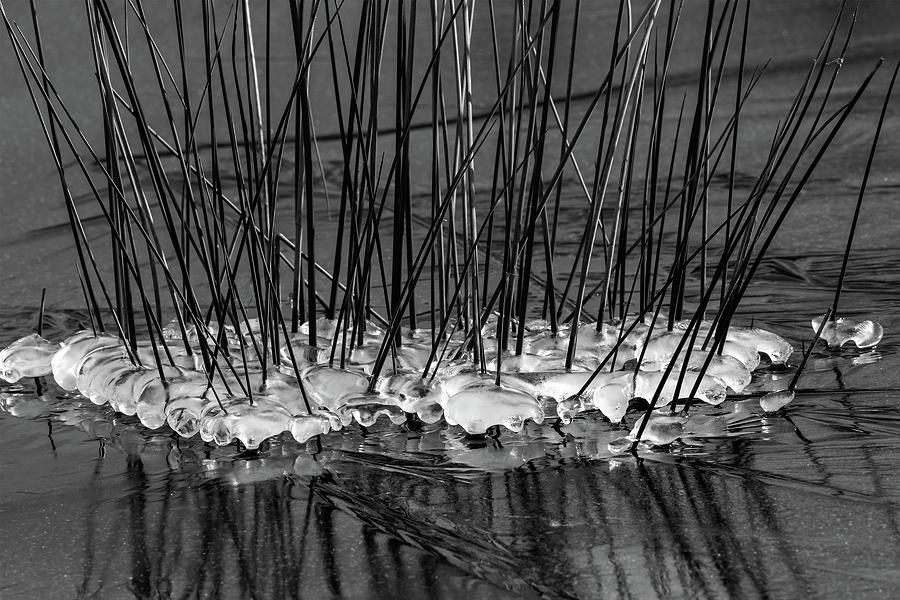 Black Needlerush Monochrome Photograph by Liza Eckardt