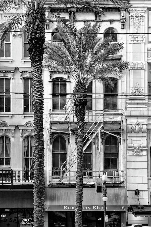 Black NOLA Series - Palm Tree Facade Photograph by Philippe HUGONNARD