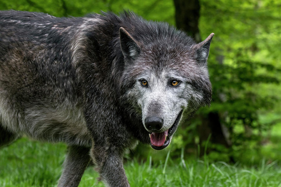 Black Northwestern Wolf Photograph by Arterra Picture Library