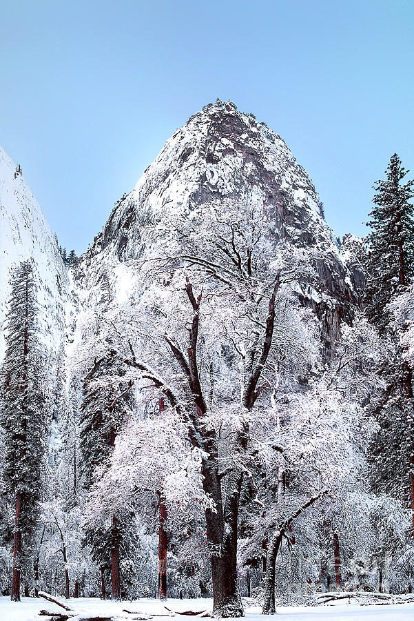 Black Oak Winter Yosemite National Park Photograph by Dave Welling