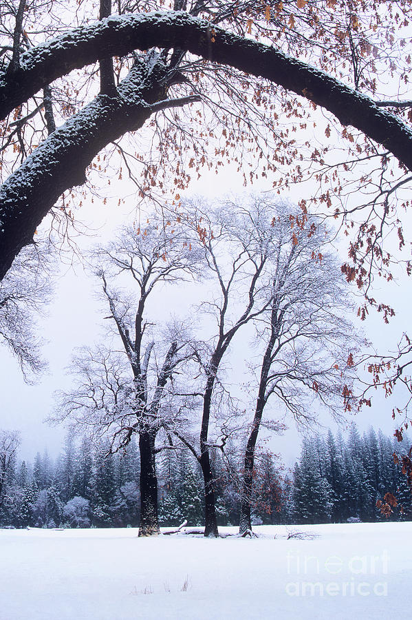 Black Oaks In Winter Yosemite Photograph by Dave Welling