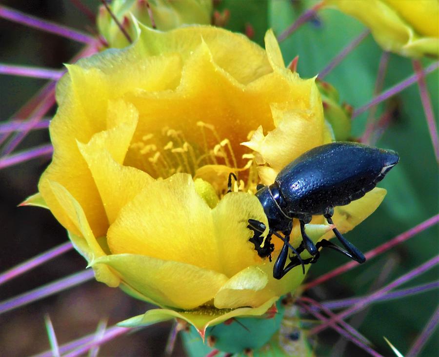 Black Oil Beetle Cactus Flower 1 Photograph by Lois Rivera - Pixels