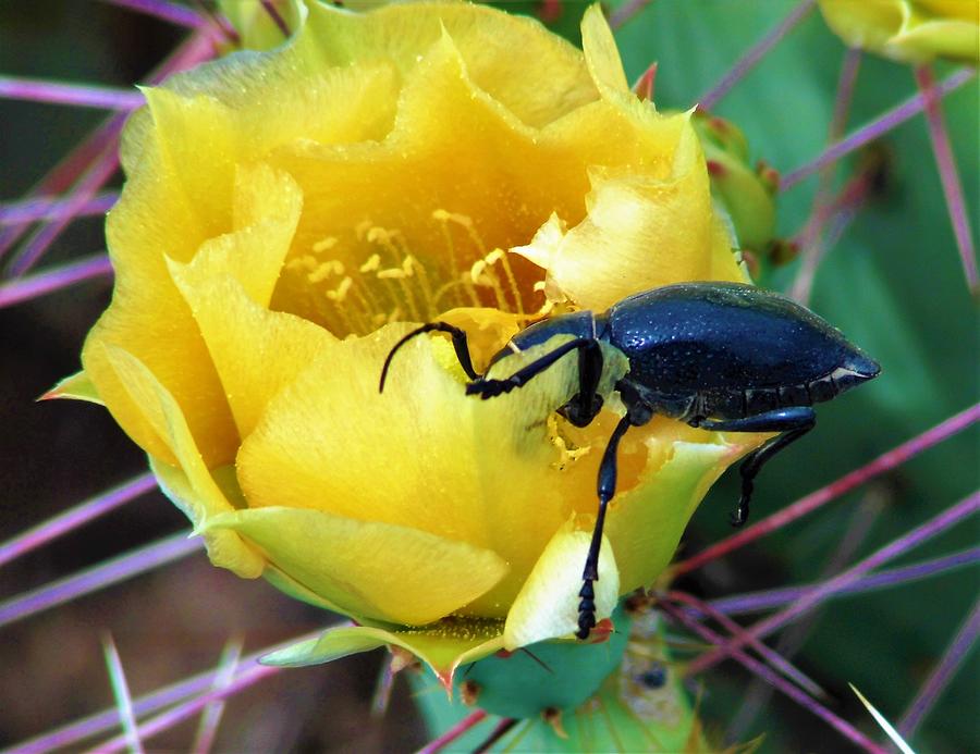 Black Oil Beetle Cactus Flower 2 Photograph by Lois Rivera | Pixels