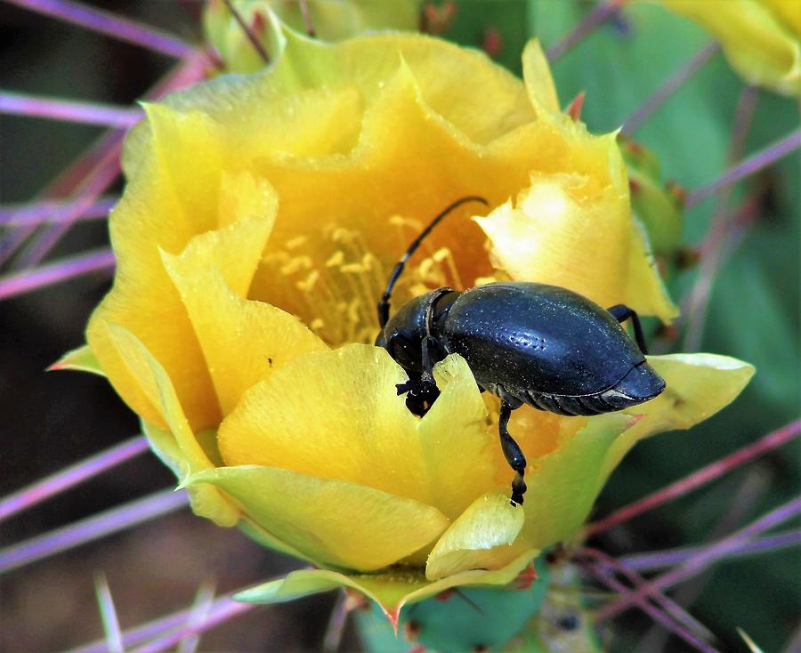 Black Oil Beetle Cactus Flower 3 Photograph by Lois Rivera - Pixels