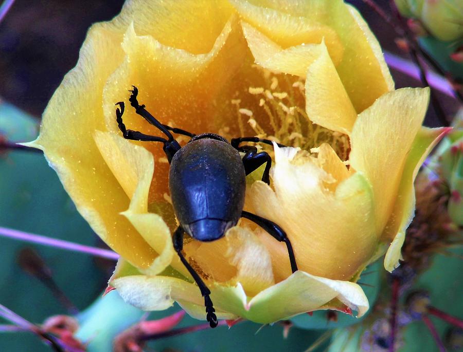 Black Oil Beetle Cactus Flower 54 Photograph by Lois Rivera - Fine Art ...