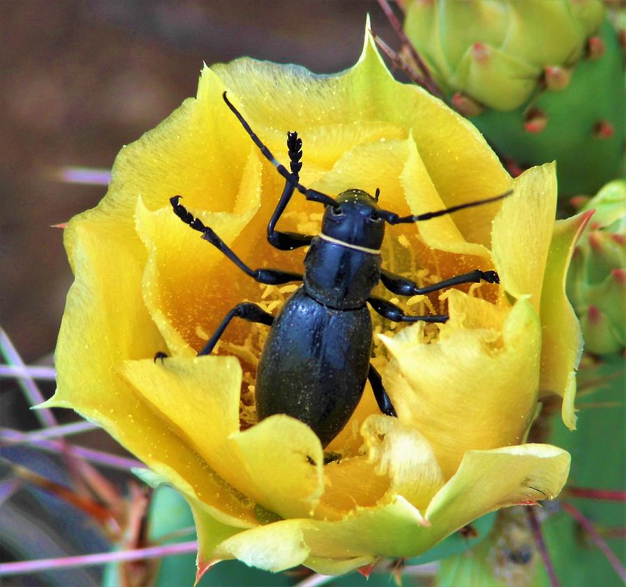 Black Oil Beetle Cactus Flower 6 Photograph by Lois Rivera