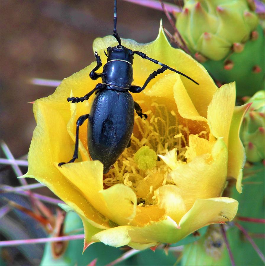 Black Oil Beetle Cactus Flower 7 Photograph by Lois Rivera | Fine Art ...