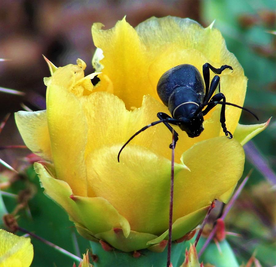 Black Oil Beetle Cactus Flower 9 Photograph by Lois Rivera - Fine Art ...