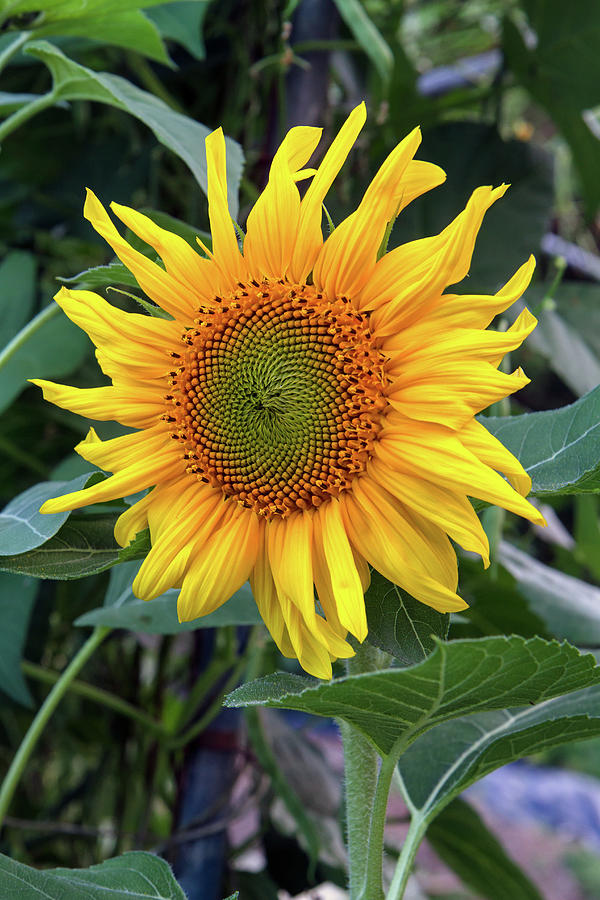 Black Oil Sunflower Photograph by Michael Russell