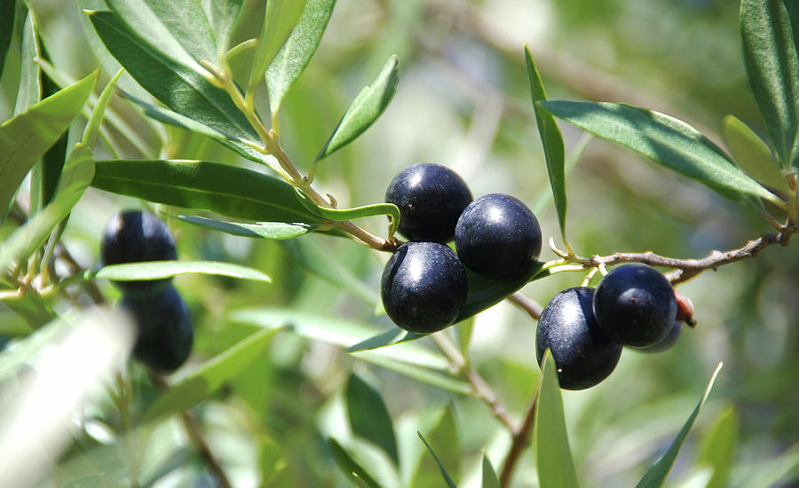 Black Olives On Branch And Green Leaves Photograph by Inacio Pires ...