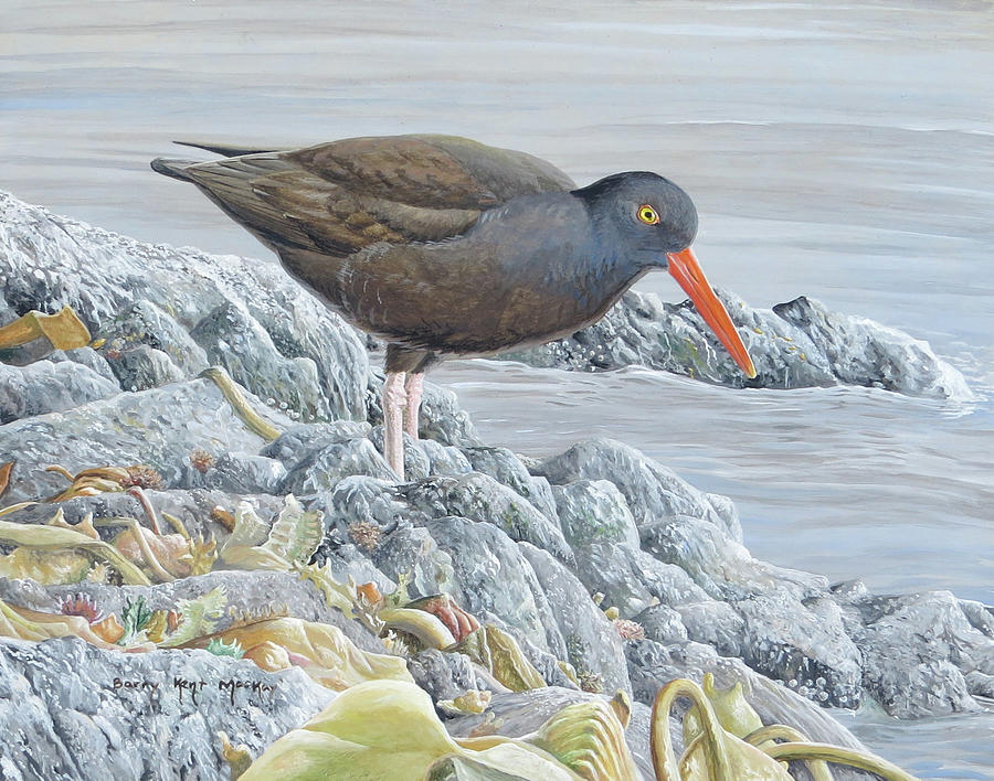 Black Oystercatcher Painting by Barry Kent MacKay