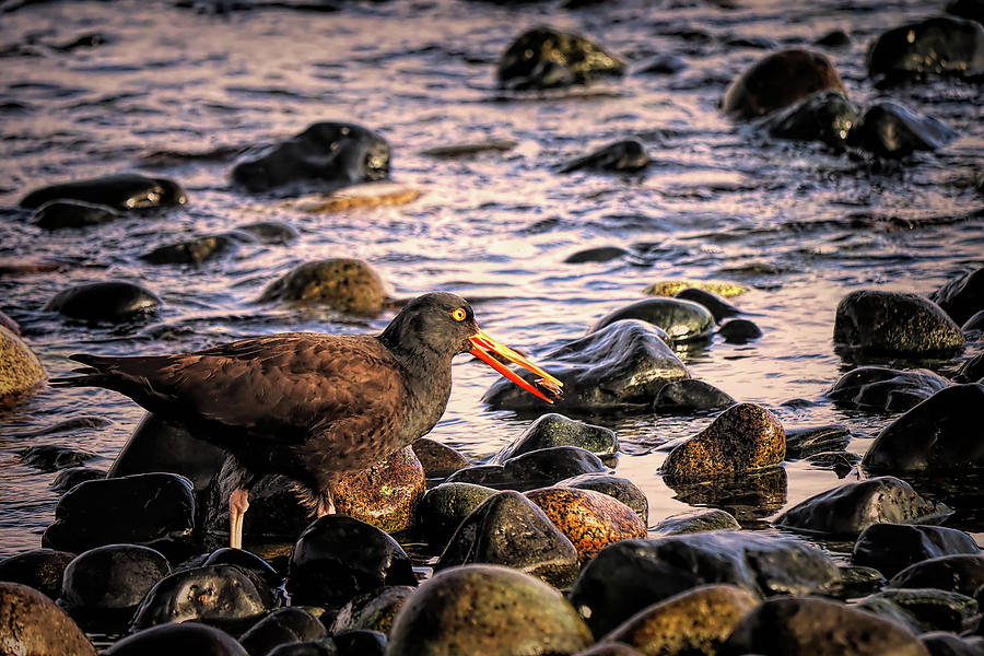 Black Oystercatcher On the Move Photograph by Peggy Collins