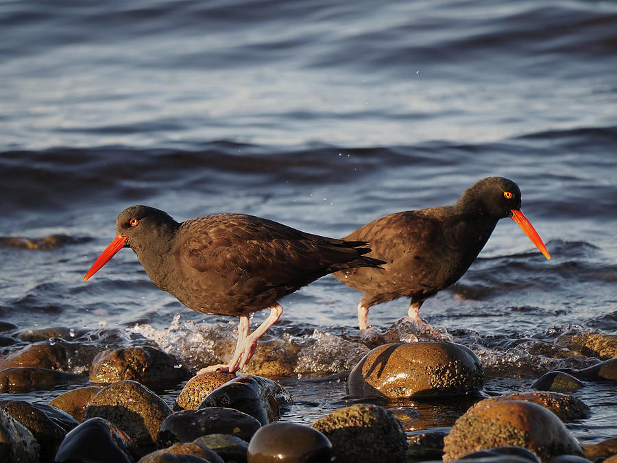 Black Oystercatchers on the Beach Photograph by Peggy Collins