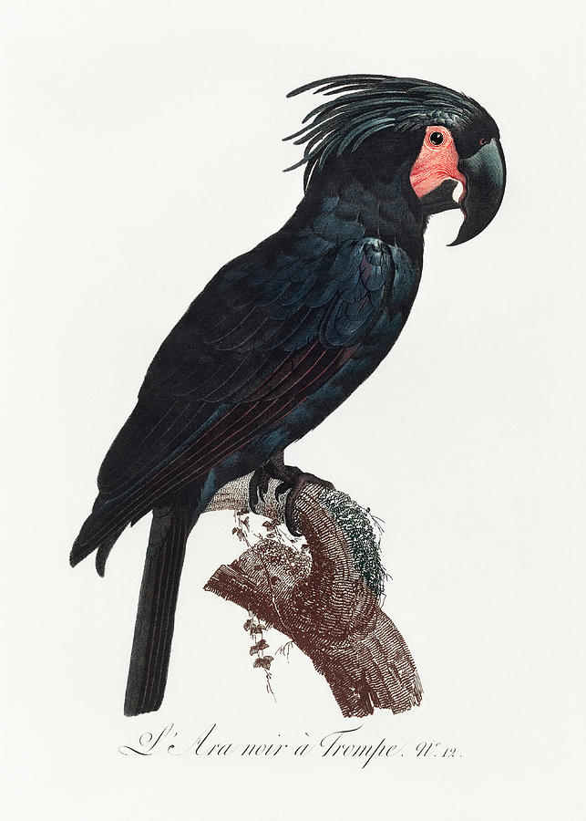 Black Palm Cockatoo Mixed Media by World Art Collective