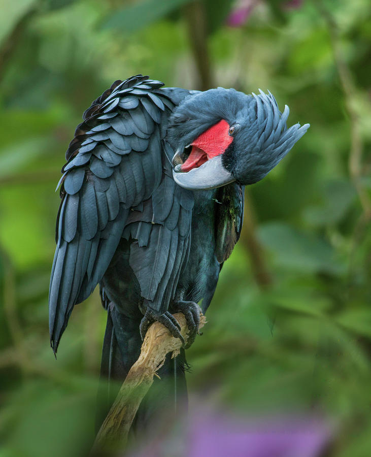 Cockatoo Photograph - Black Palm Cockatoo, Indonesia by Tim Fitzharris
