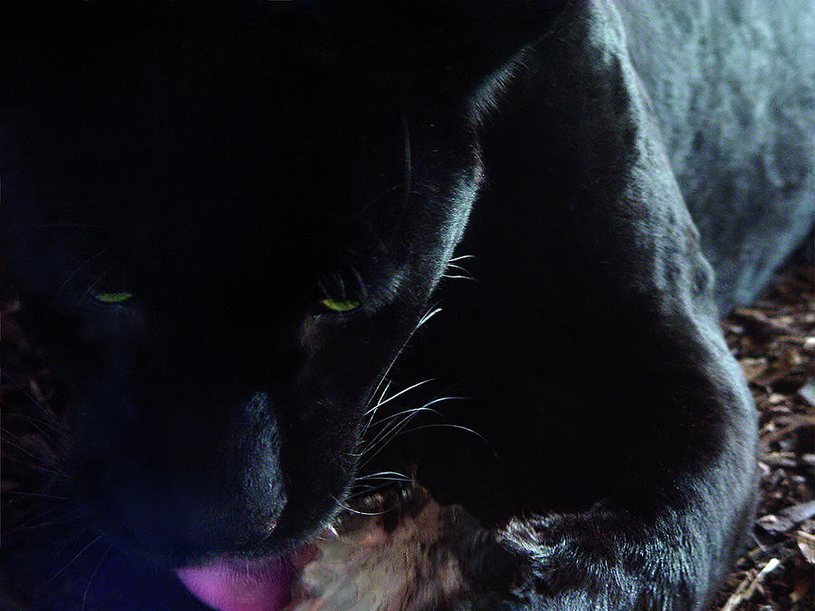 Black Panther Feeding - Closeup Photograph by Menega Sabidussi