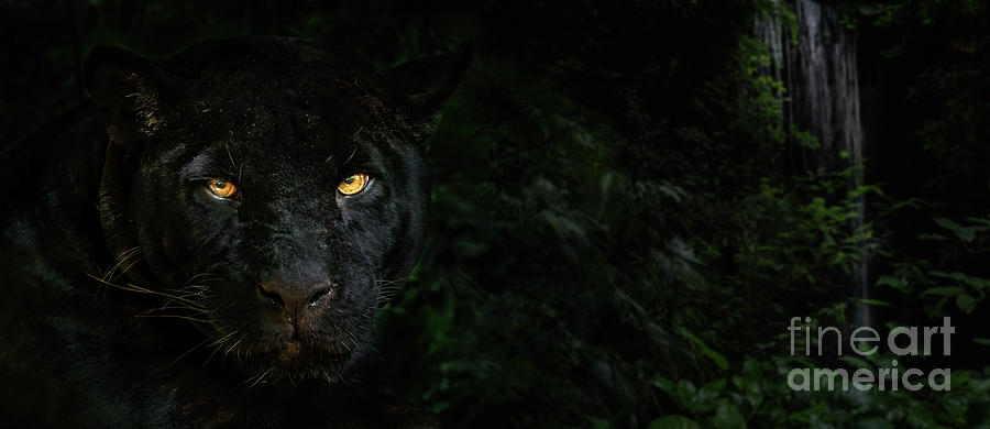 Black Panther in the Jungle at Night Photograph by Arterra Picture Library