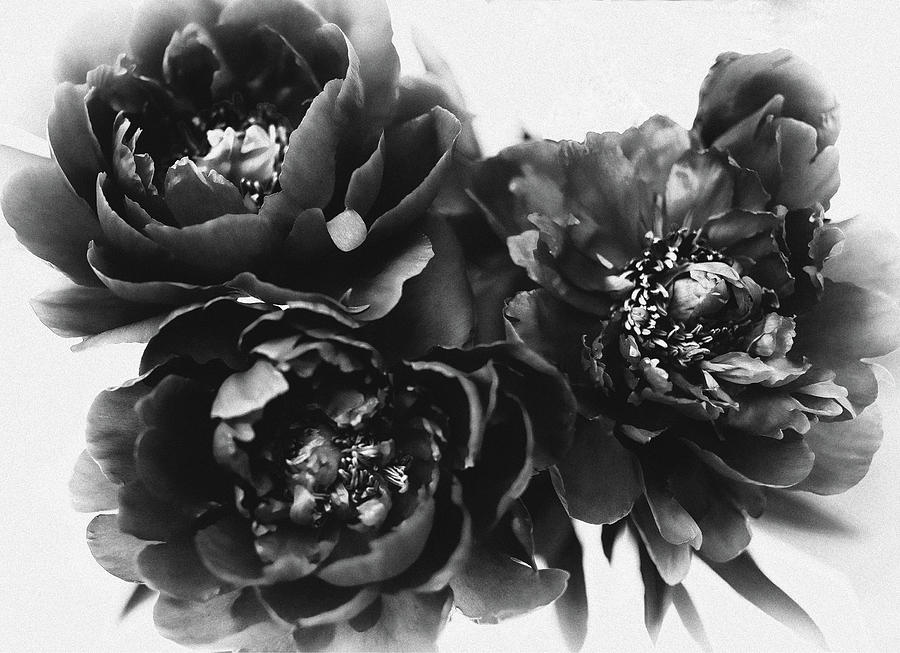 Black Peony Flowers Photograph by Susan Maxwell Schmidt
