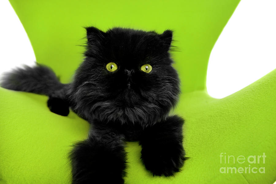 Black Persian Cat Joy Photograph