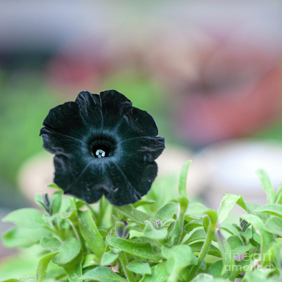 Black Petunia Flower Q1 Photograph by Ilan Rosen - Fine Art America
