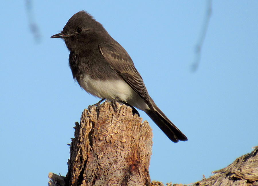 Black Phoebe Photograph by Adrienne Wilson