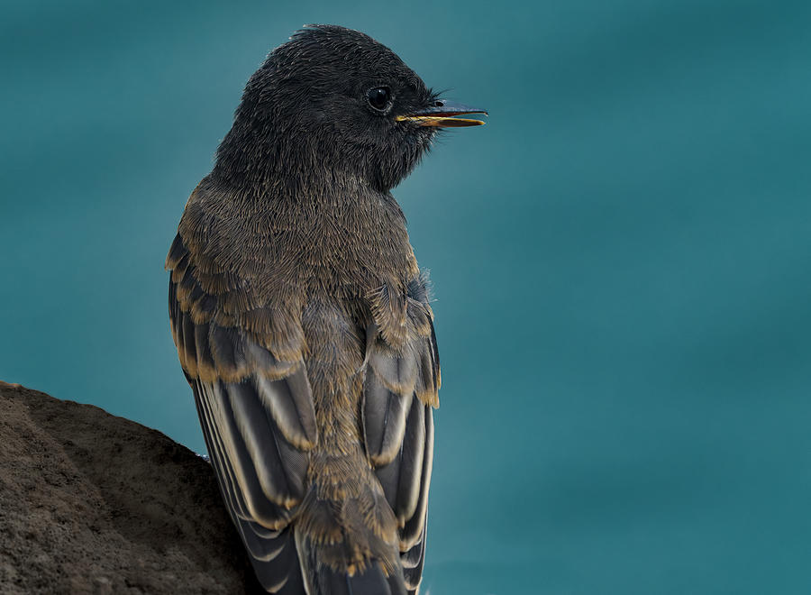Black Phoebe By Pond Photograph by Jim Wilce