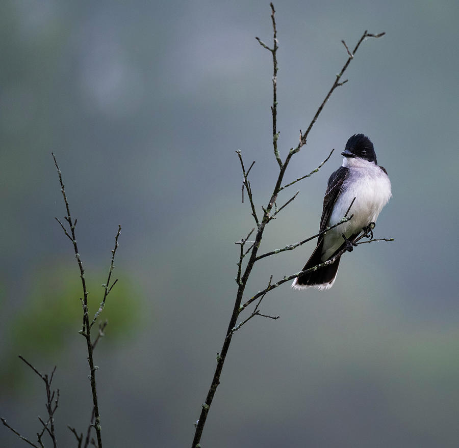 Flycatcher Photograph - Eastern Kingbird by Mark Papke