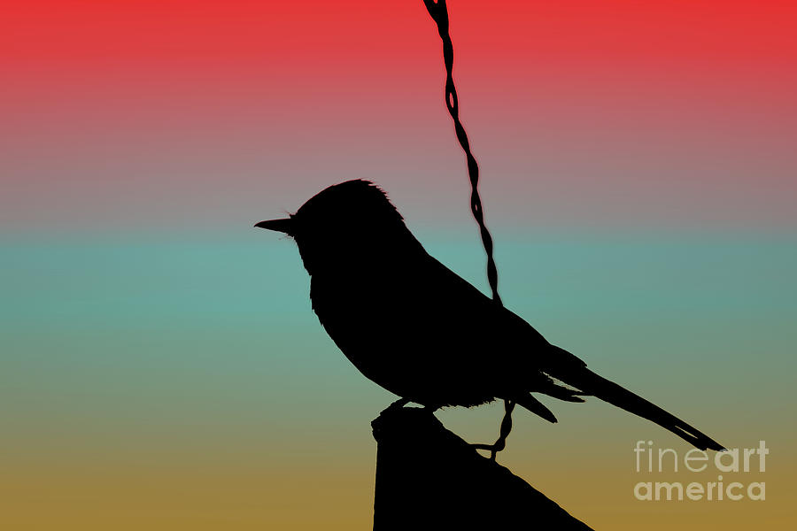 Black Phoebe on Sign Silhouette on Tuscan Sunset  Photograph by Colleen Cornelius