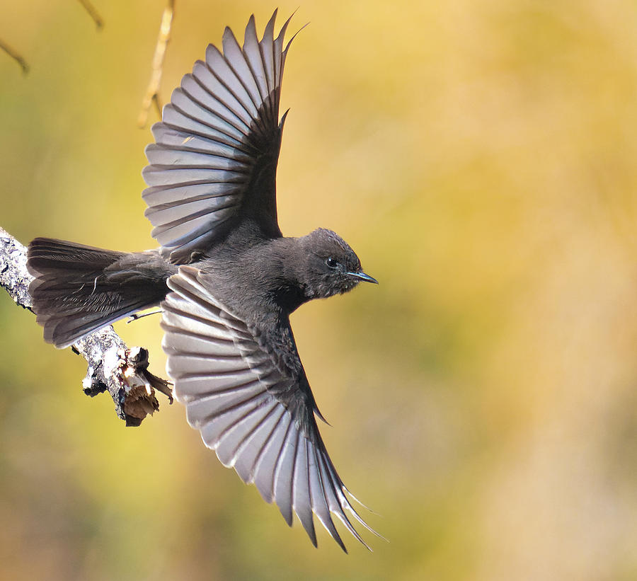 Black Phoebe Takes Flight Photograph by Jim Wilce