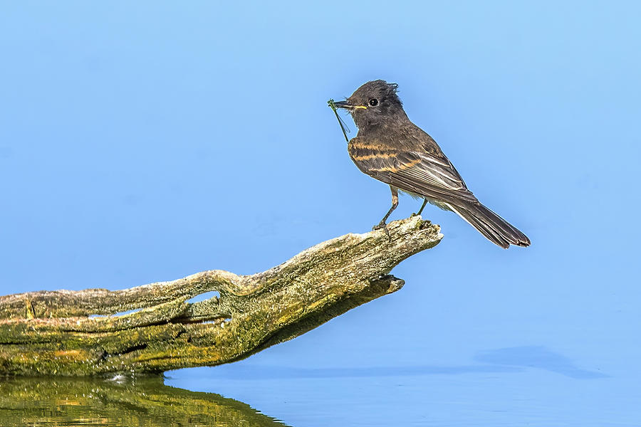 Black Phoebe with Dragonfly 4085-060822-2 Photograph by Tam Ryan