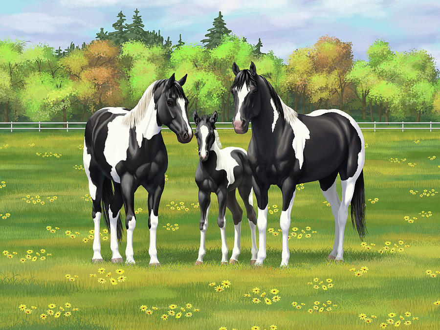 Black Pinto Paint Quarter Horses in Summer Pasture Painting by Crista Forest