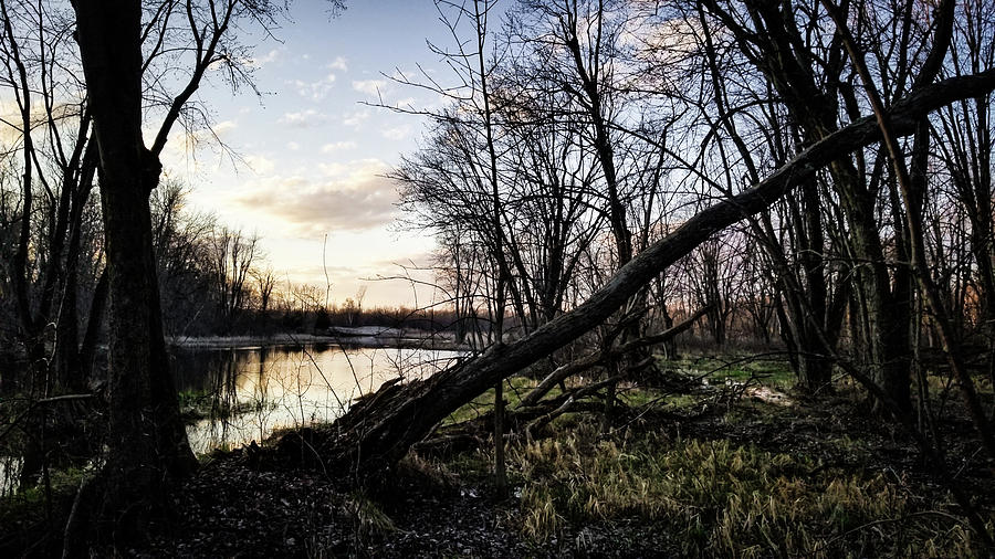 Black Pond Swamp Photograph by Jason Bean