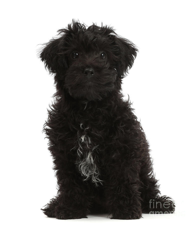 poodle mix terrier black
