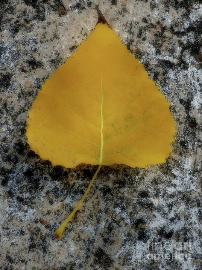 Black Poplar Leaf - Populus nigra Photograph by Yvonne Johnstone