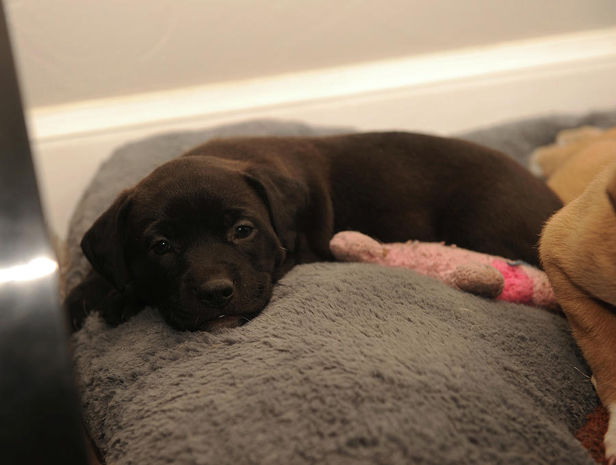 Black Pup 3 Photograph by Malania Hammer - Fine Art America