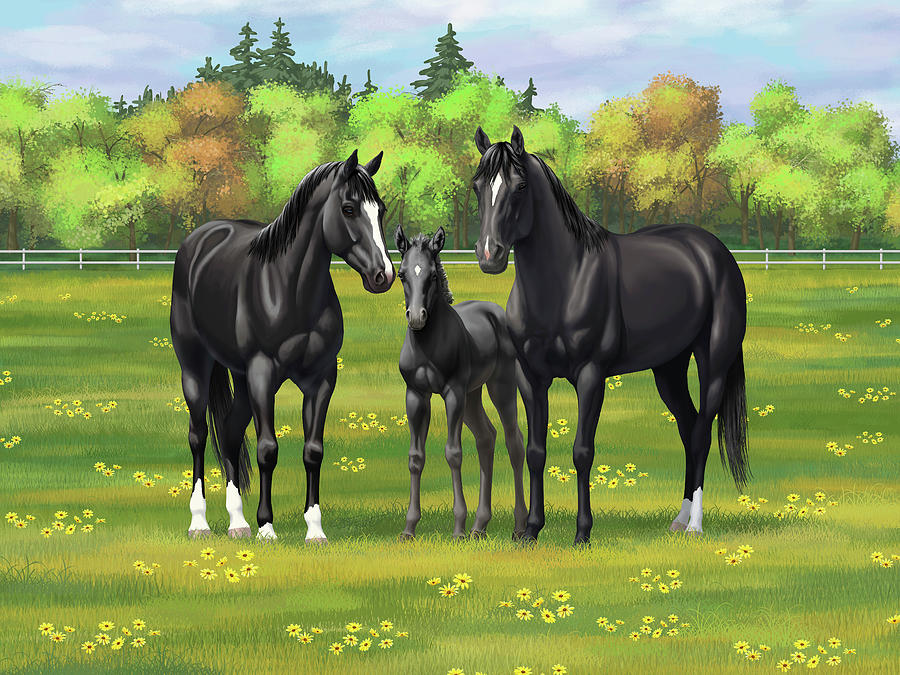 Black Quarter Horses in Summer Pasture Painting by Crista Forest
