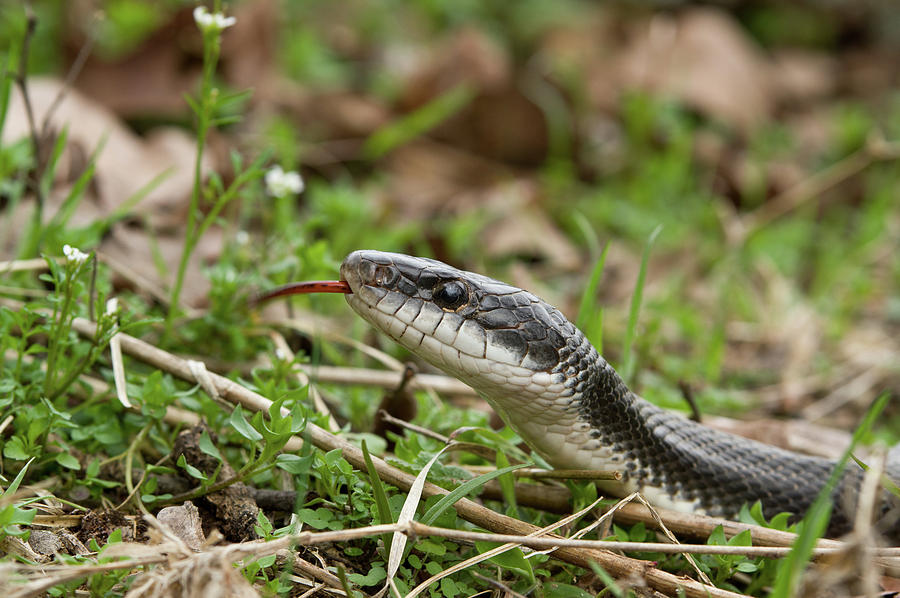 Black Rat Snake - 1867-2 Photograph by Jerry Owens