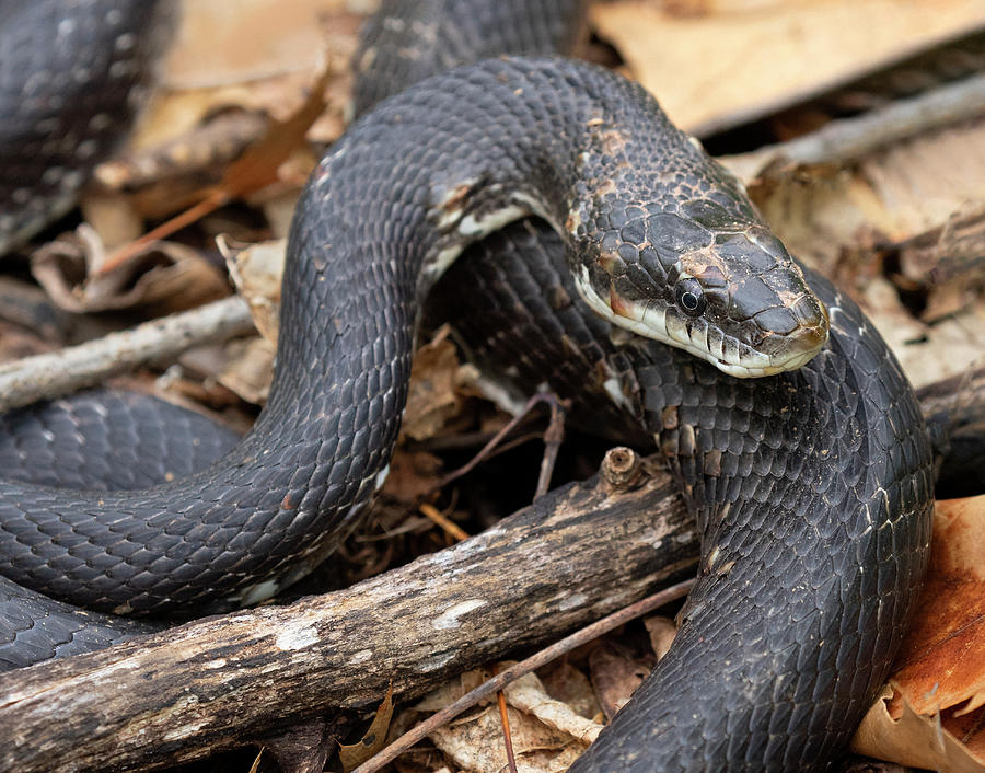 Black Rat Snake Photograph by Art Cole