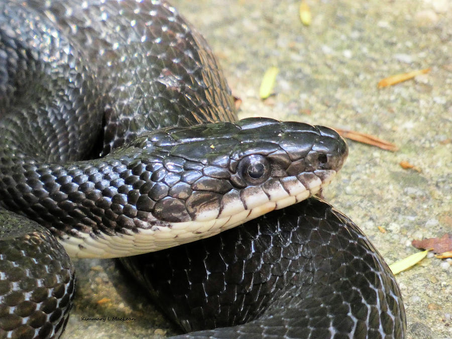 Black Rat Snake at Rest Photograph by Kimmary I MacLean