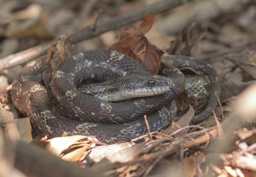 Black Rat Snake Photograph by Brent McDaniel - Fine Art America